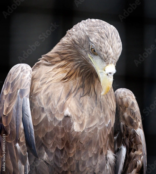 Fototapeta A bird with a brown head and white beak