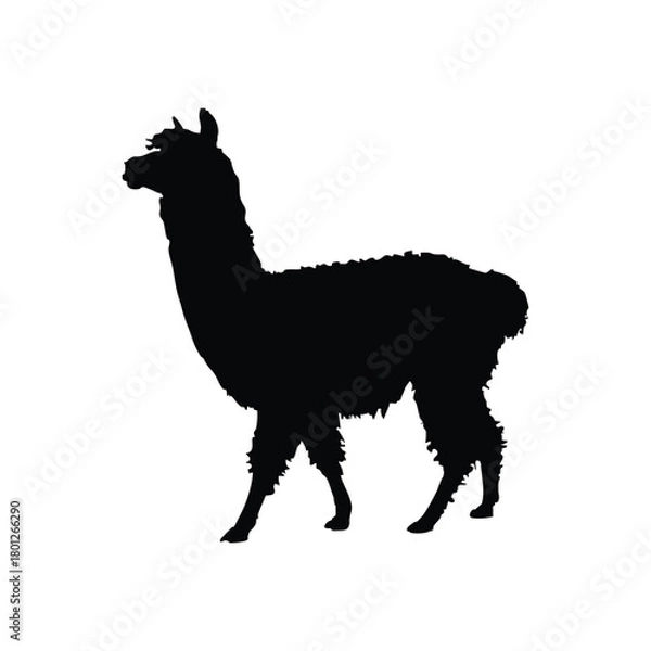 Obraz Solid black llama silhouette vector illustration