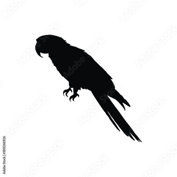 Obraz Solid black parrot silhouette vector illustration