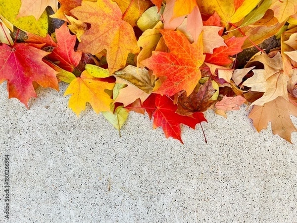Fototapeta red maple leaf