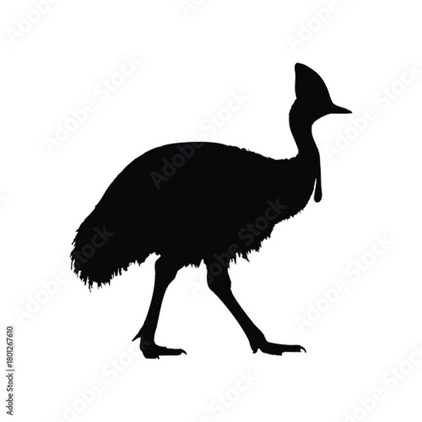 Obraz Solid black cassowary silhouette vector illustration