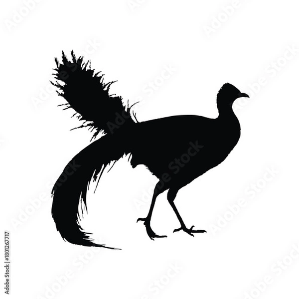 Obraz Solid black lyrebird silhouette vector illustration