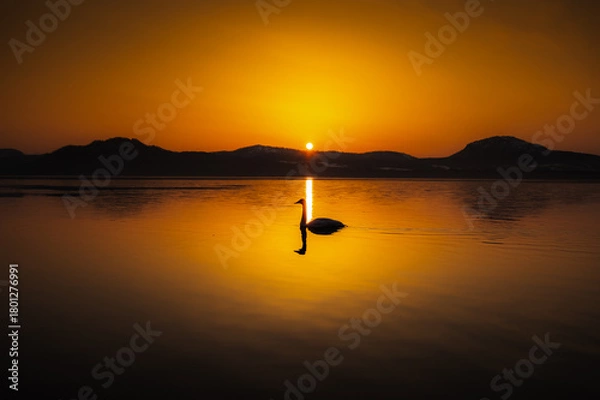 Obraz 夜明けの湖に朝陽の昇る瞬間。風景は濃いオレンジ色に染まり白鳥のシルエットは際立つ。