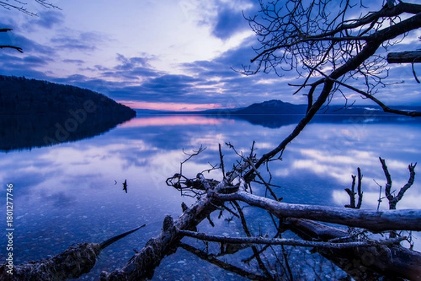 Obraz 淡い青に染まる夜明けの湖。岸辺の枯れた倒木と湖面に映る空の静寂の風景。