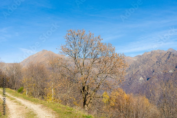 Obraz autumn landscape with trees