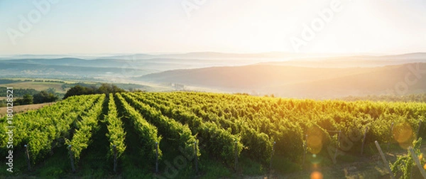 Obraz Bardzo szerokie ujęcie panoramiczne letniej winnicy o zachodzie słońca