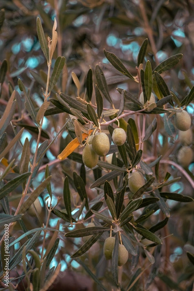 Obraz olive tree vegetable closeup background