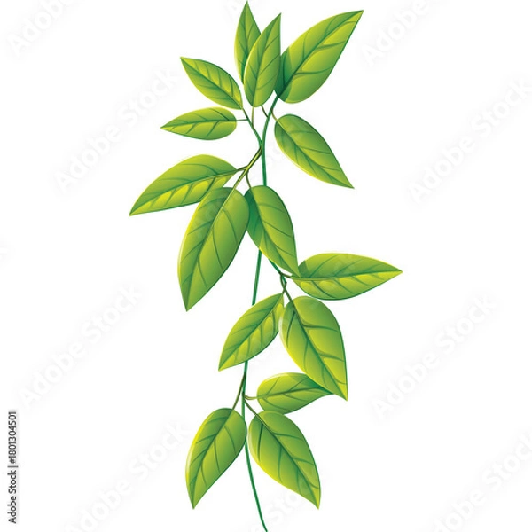 Fototapeta Vibrant Green Leafy Vine with Detailed Textures and Subtle Shading on a Transparent Background