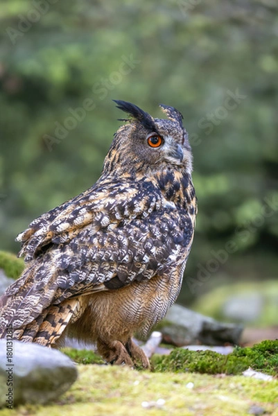 Fototapeta Timid Eurasian eagle owl (Bubo Bubo) is sitting in wildlife. Vertically. 