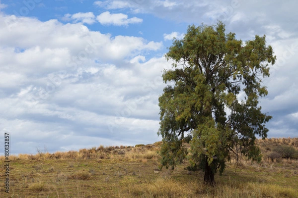 Obraz Eucalyptus tree on a hill