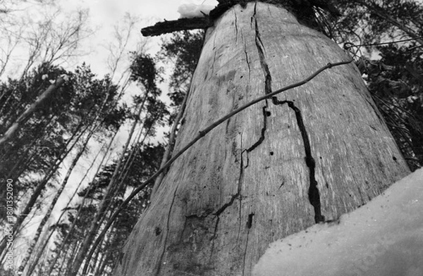 Obraz cross section of tree