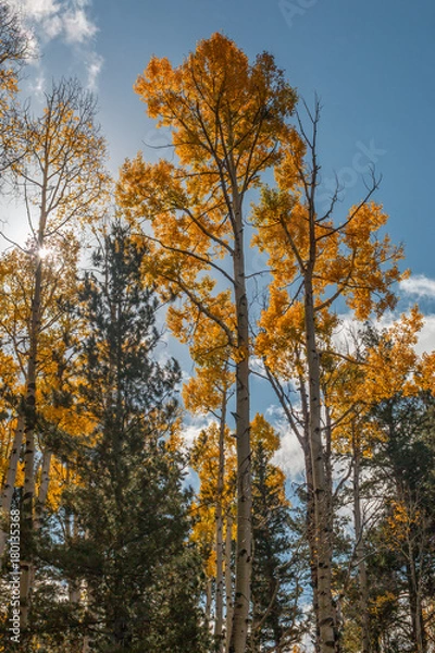 Fototapeta Aspen Trees in Autumn