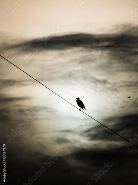 Fototapeta Starlings Bird on a Oblique behind The Sun