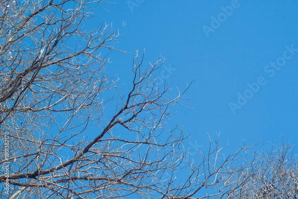 Fototapeta Bare tree branches on a plain background.