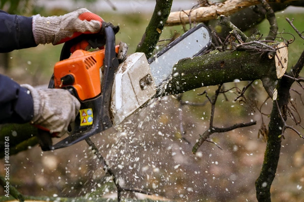 Fototapeta Cutting tree with chainsaw