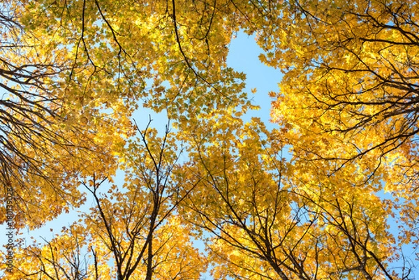 Fototapeta Maple tree leaves foliage background