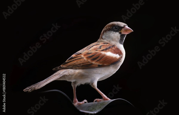 Fototapeta A House Sparrow (Species domesticus) on black background.