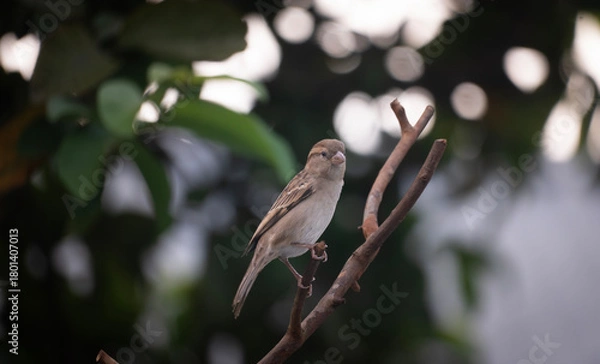 Fototapeta House sparrow (Passer domesticus) sitting on a tree branch.