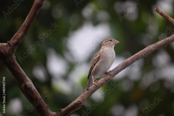 Fototapeta House sparrow (Passer domesticus) sitting on a tree branch.