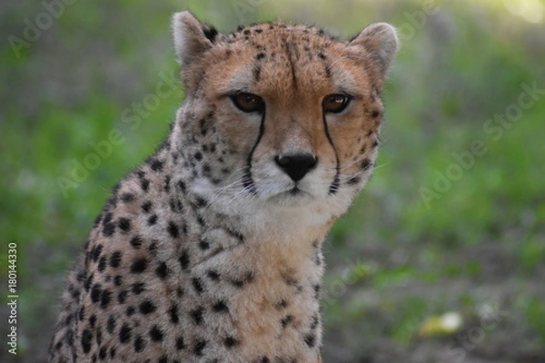 Fototapeta Cheetah looking