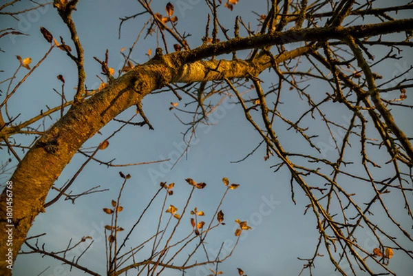 Fototapeta The last leaves on the tree.