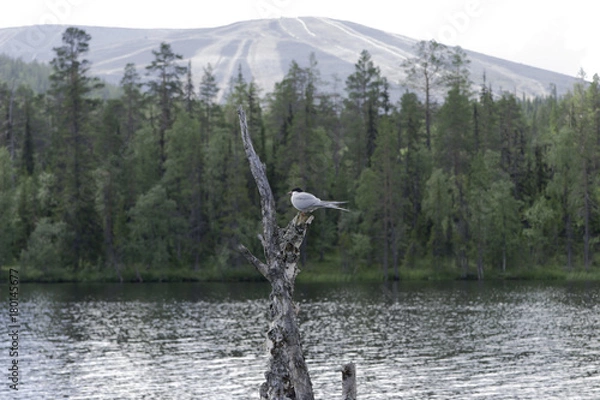 Obraz Bird and mountain