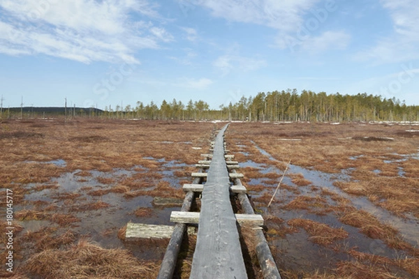 Obraz Hiking path in the swamp