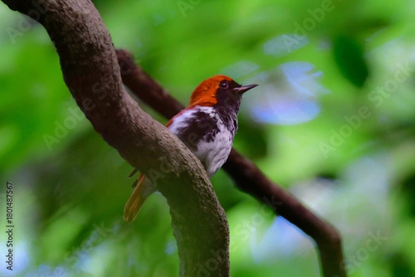 Obraz 奄美大島周辺でしか見られない日本固有種の珍しい鳥、赤い美しいアカヒゲ