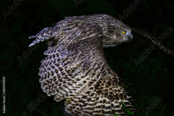 Obraz 北海道で見られる、絶滅危惧種の神秘的なアイヌの神様、世界最大のフクロウのシマフクロウ