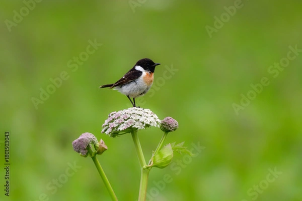 Obraz 
奥日光や北海道の草原で初夏に出会える白黒の美しい野鳥ノビタキと黄色いニッコウキスゲの花