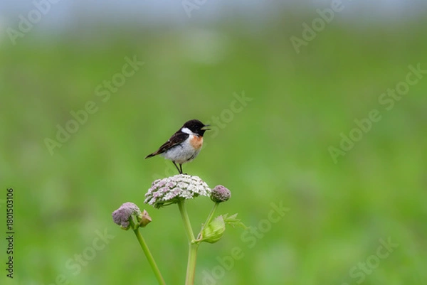 Obraz 
奥日光や北海道の草原で初夏に出会える白黒の美しい野鳥ノビタキと黄色いニッコウキスゲの花