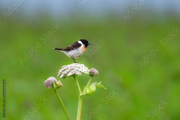 Obraz 
奥日光や北海道の草原で初夏に出会える白黒の美しい野鳥ノビタキと黄色いニッコウキスゲの花