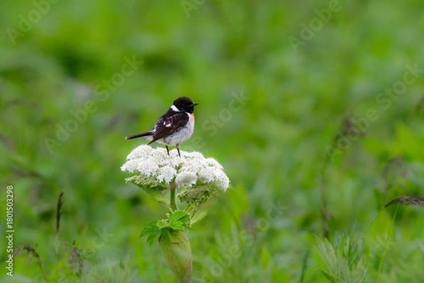 Obraz 
奥日光や北海道の草原で初夏に出会える白黒の美しい野鳥ノビタキと黄色いニッコウキスゲの花