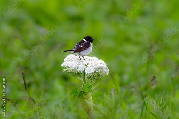 Obraz 
奥日光や北海道の草原で初夏に出会える白黒の美しい野鳥ノビタキと黄色いニッコウキスゲの花