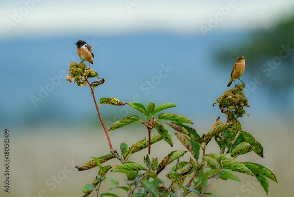 Obraz 
奥日光や北海道の草原で初夏に出会える白黒の美しい野鳥ノビタキと黄色いニッコウキスゲの花