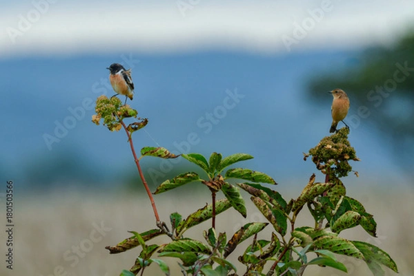 Obraz 
奥日光や北海道の草原で初夏に出会える白黒の美しい野鳥ノビタキと黄色いニッコウキスゲの花