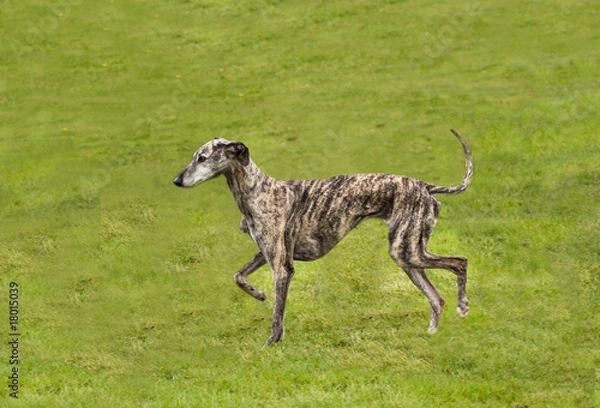 Fototapeta whippet trotting along