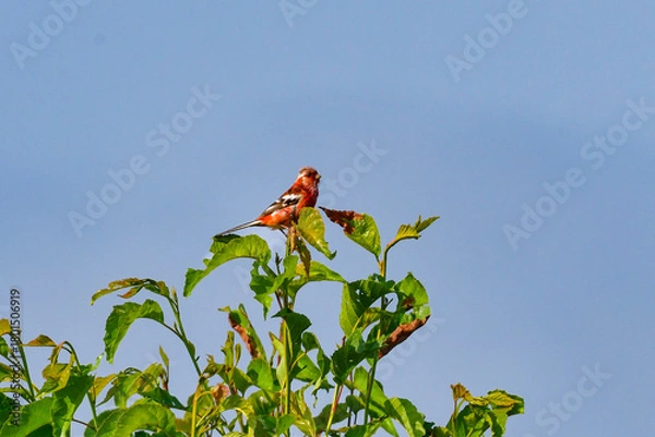 Obraz 初夏から夏に北海道の草原や原生花園で見られる赤い美しい鳥、ローズピンクのベニマシコ