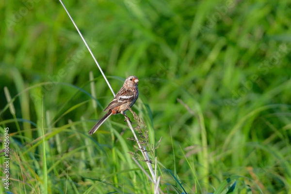 Obraz 初夏から夏に北海道の草原や原生花園で見られる赤い美しい鳥、ローズピンクのベニマシコ
