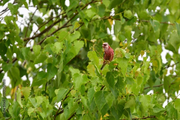 Obraz 初夏から夏に北海道の草原や原生花園で見られる赤い美しい鳥、ローズピンクのベニマシコ