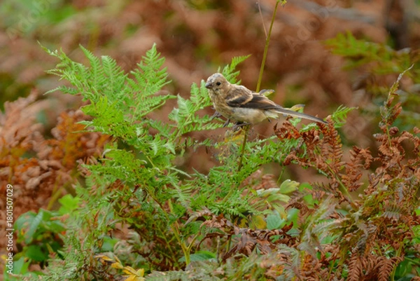 Obraz 初夏から夏に北海道の草原や原生花園で見られる赤い美しい鳥、ローズピンクのベニマシコ
