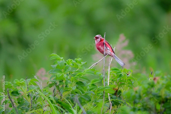 Obraz 初夏から夏に北海道の草原や原生花園で見られる赤い美しい鳥、ローズピンクのベニマシコ