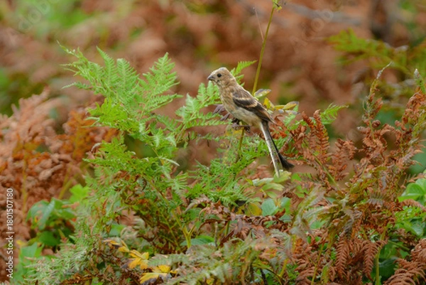 Obraz 初夏から夏に北海道の草原や原生花園で見られる赤い美しい鳥、ローズピンクのベニマシコ
