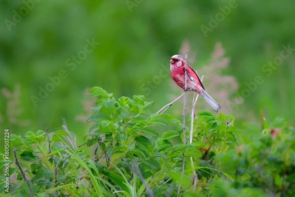 Obraz 初夏から夏に北海道の草原や原生花園で見られる赤い美しい鳥、ローズピンクのベニマシコ