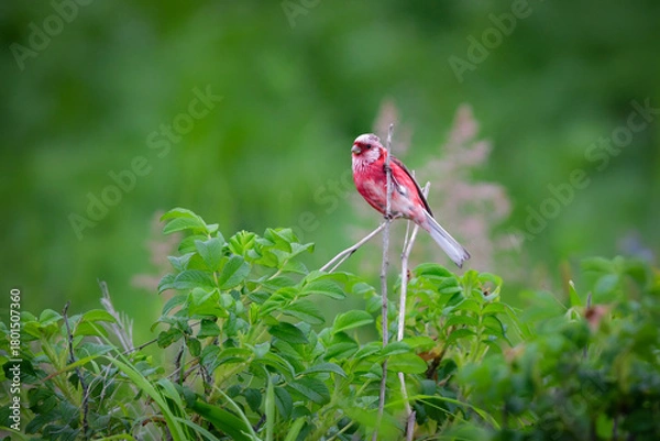 Obraz 初夏から夏に北海道の草原や原生花園で見られる赤い美しい鳥、ローズピンクのベニマシコ