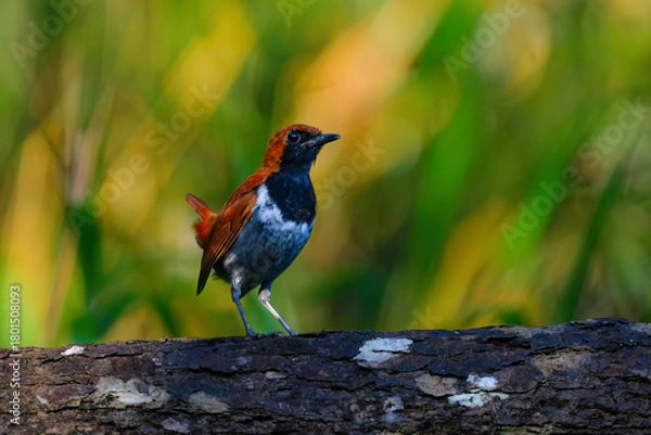 Obraz 沖縄でしか見られない日本固有種の珍しい鳥、赤い美しいホントウアカヒゲ