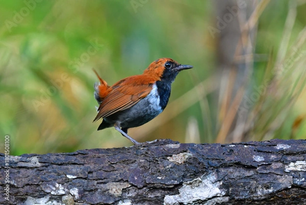 Obraz 沖縄でしか見られない日本固有種の珍しい鳥、赤い美しいホントウアカヒゲ