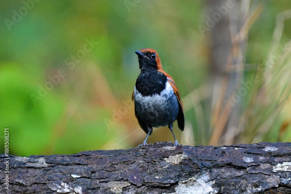 Obraz 沖縄でしか見られない日本固有種の珍しい鳥、赤い美しいホントウアカヒゲ