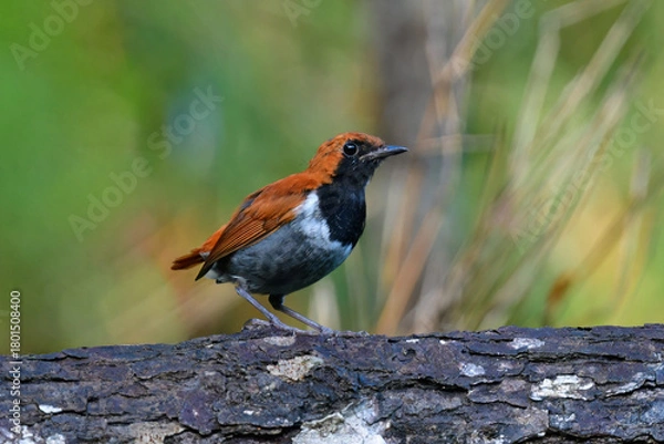 Obraz 沖縄でしか見られない日本固有種の珍しい鳥、赤い美しいホントウアカヒゲ
