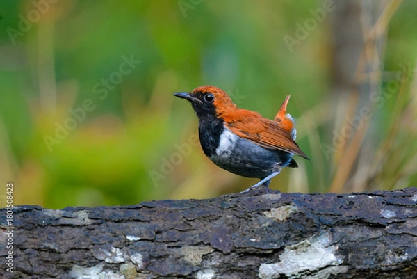 Obraz 沖縄でしか見られない日本固有種の珍しい鳥、赤い美しいホントウアカヒゲ